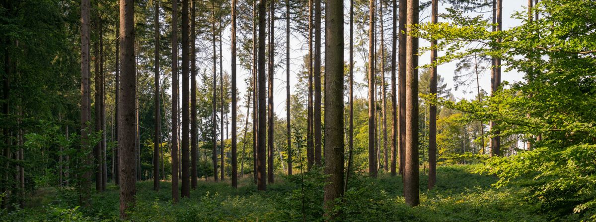 Wald im Westerwald